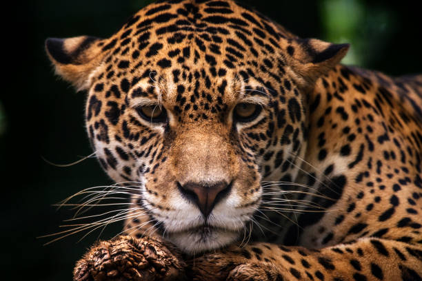 Passeio Noturno no Zoológico de São Paulo - Noite Animal