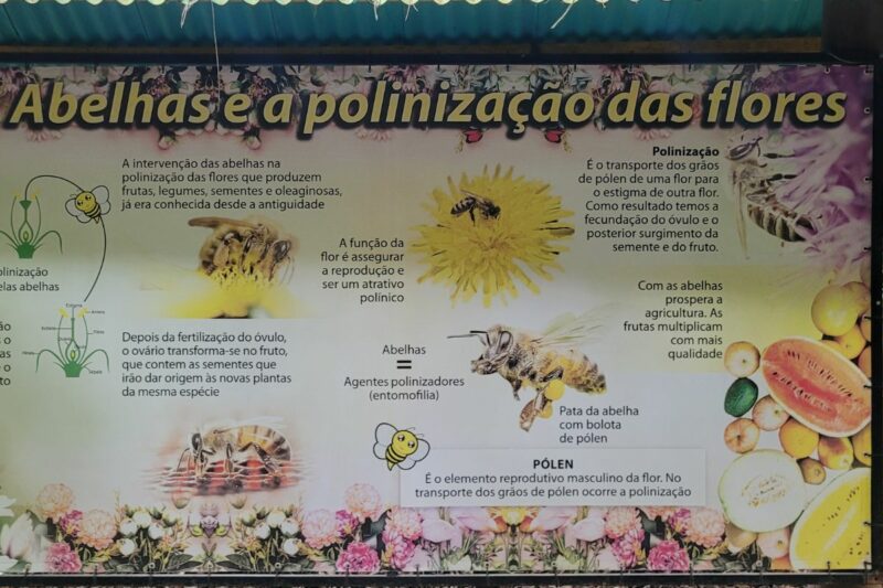 Férias na Cidade das Abelhas