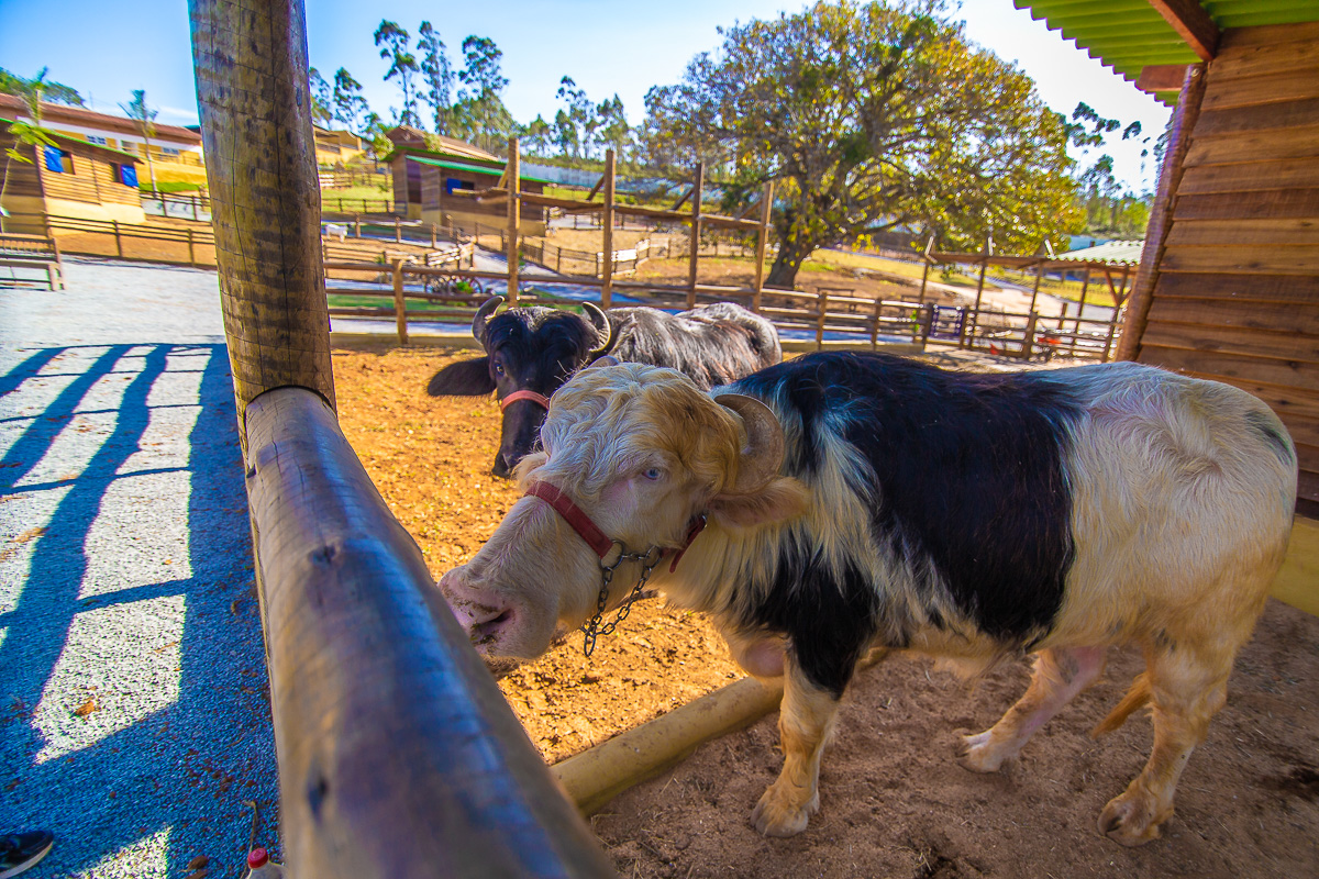 Pet Zoo