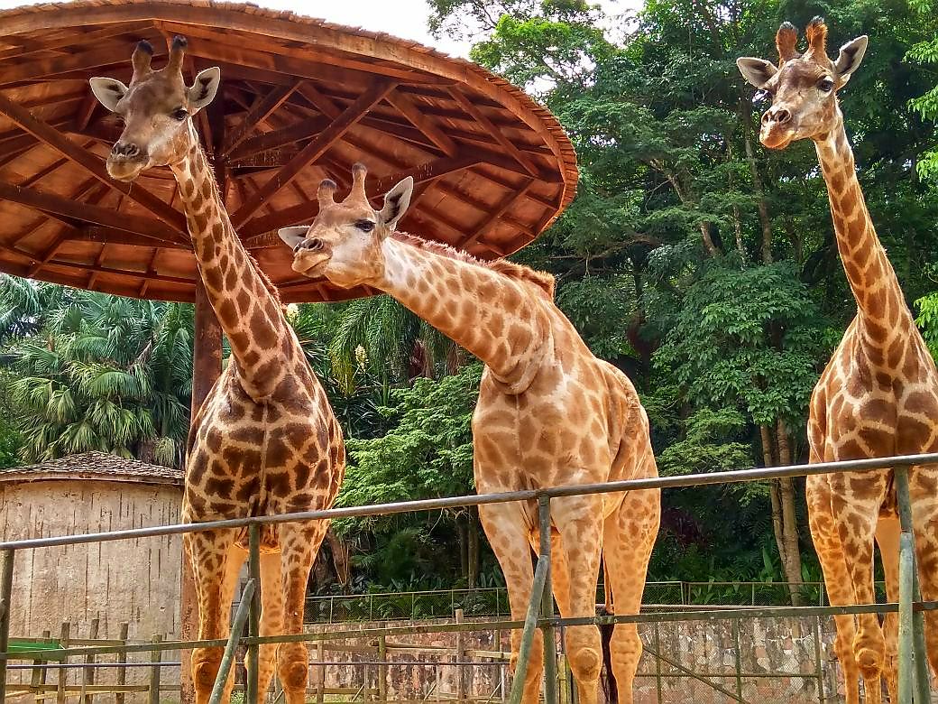 São Paulo para crianças O Natal vai ser o bicho! Zoológico de São Paulo recebe Papai Noel São Paulo para crianças O Natal vai ser o bicho! Zoológico de São Paulo recebe Papai Noel