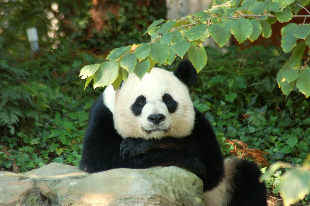 São Paulo para crianças Vamos dar uma espiadinha nos animais pelo
