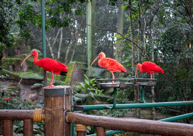 Animalia Park