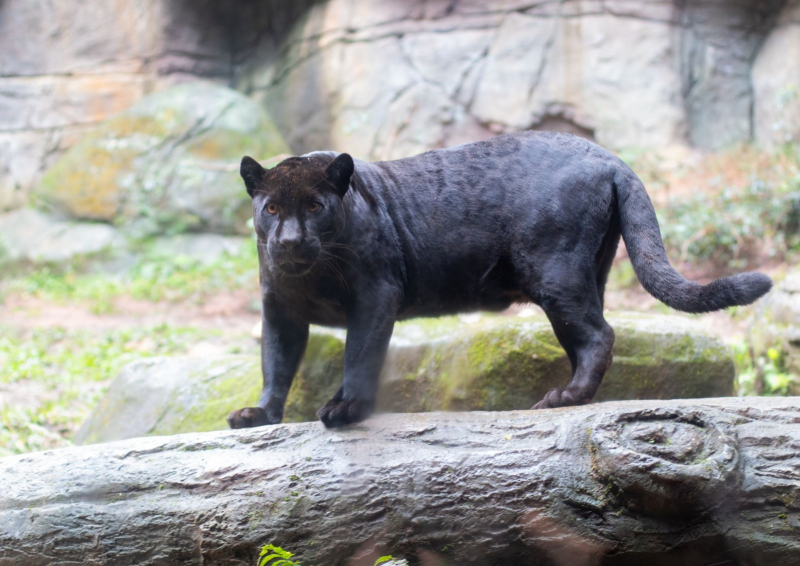 Animalia Park