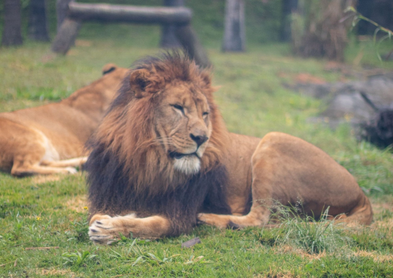 Animalia Park
