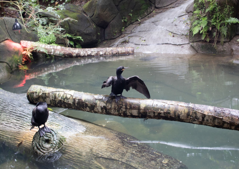 Animalia Park