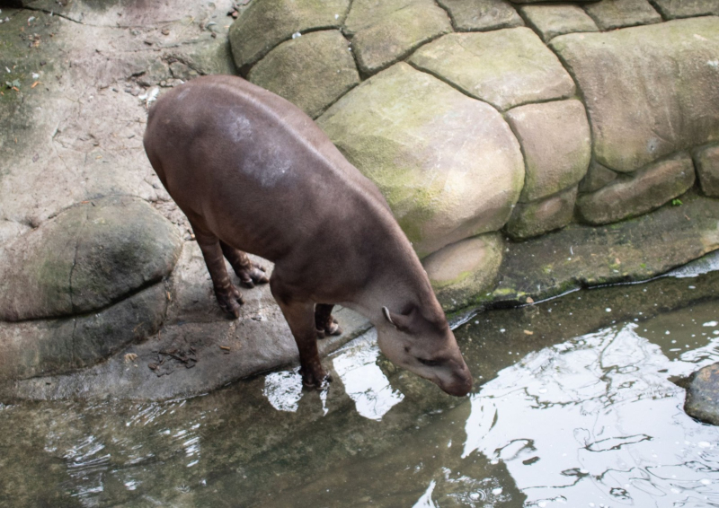 Animalia Park