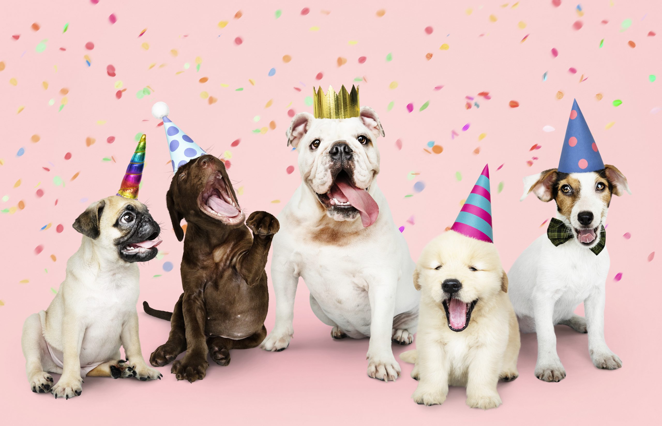 Balada para cachorros no Mooca Plaza Shopping
