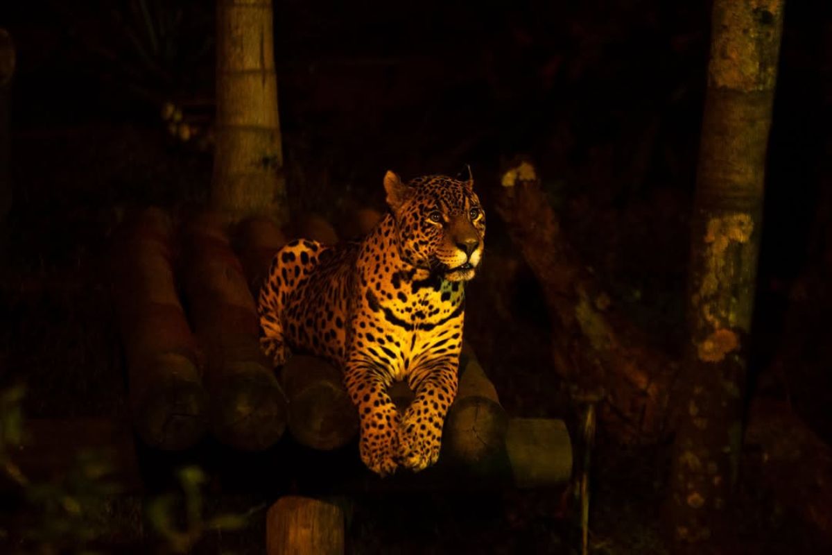 Noite Animal