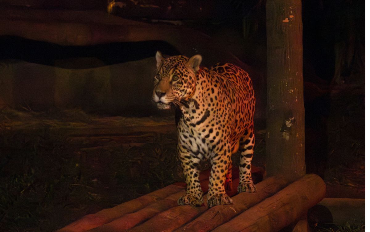 Noite Animal no Zoológico SP