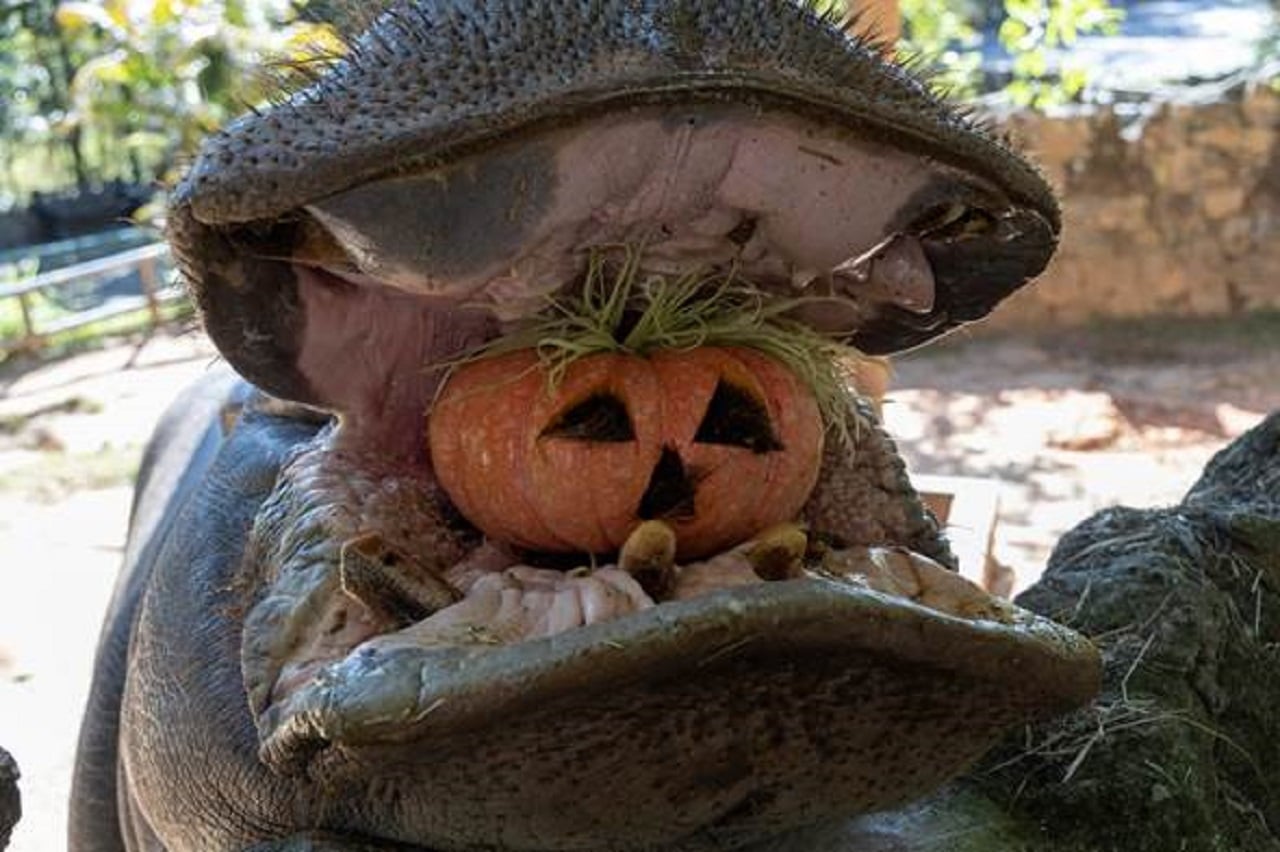 sp-criancas-halloween-zoo-sp