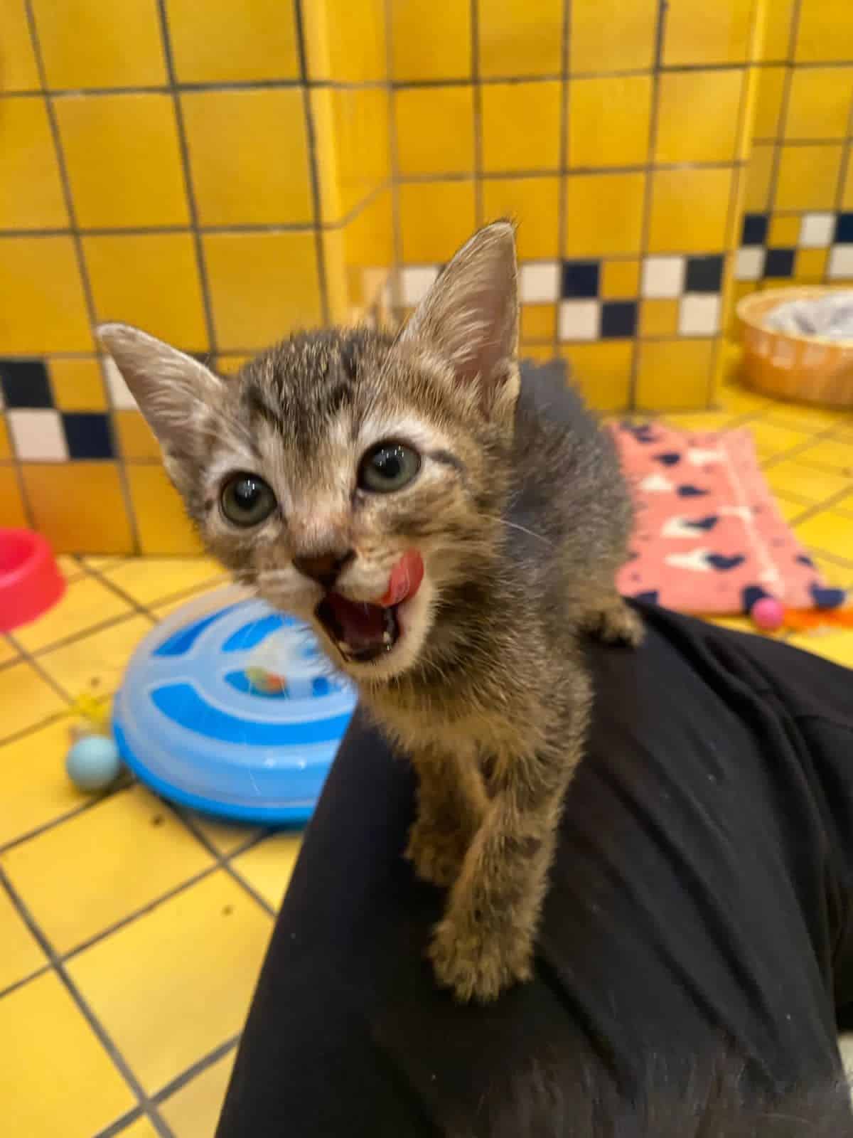 SP Crianças Adoção de Gatos na Avenida Paulista