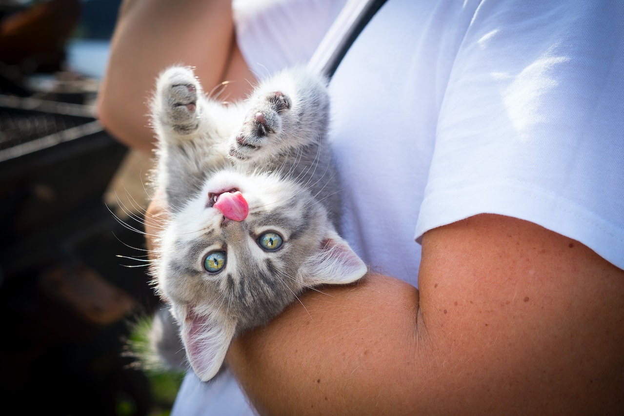 SP Crianças Adoção de Gatos na Avenida Paulista