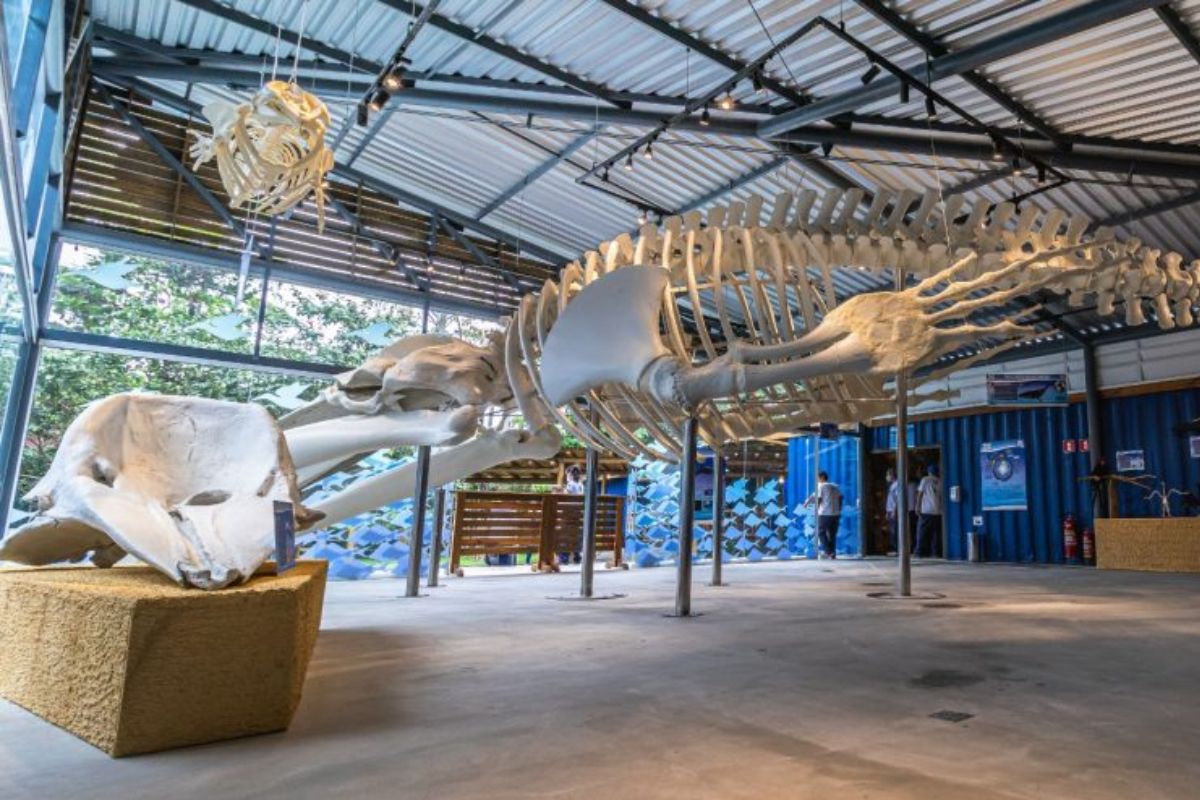 Museu da Vida Marinha