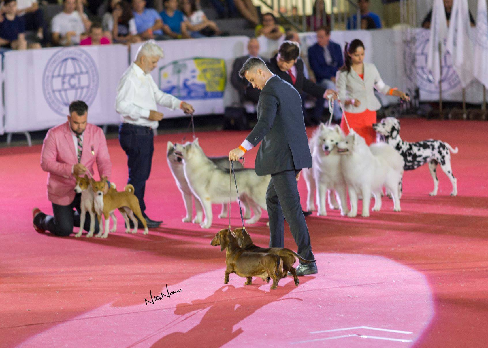 sp_crianca_world_dog_show
