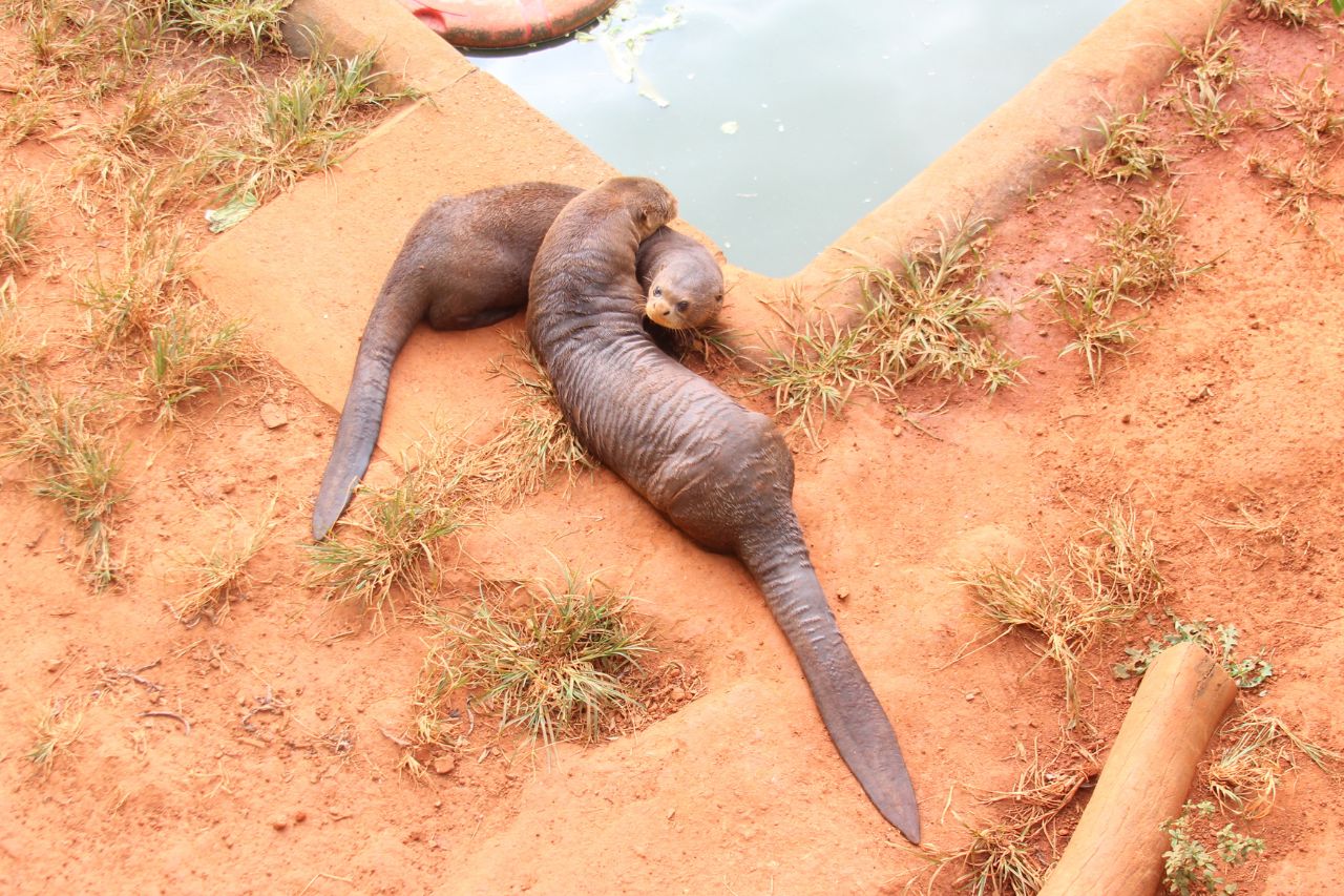 sp_criancas_passeio_aquario_2