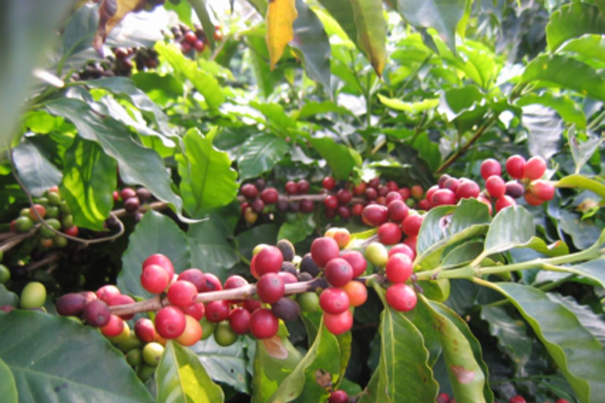 Cafézal Urbano