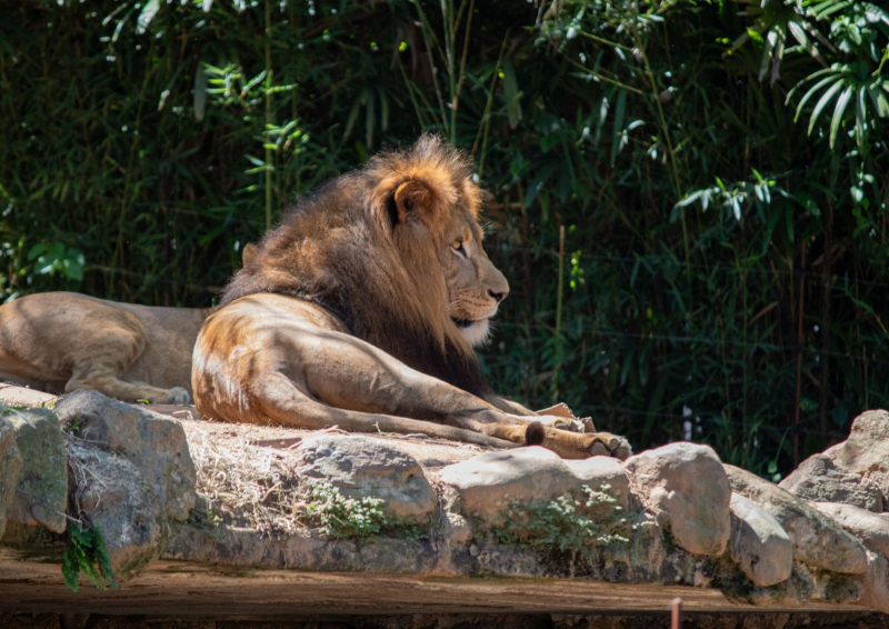 zoo