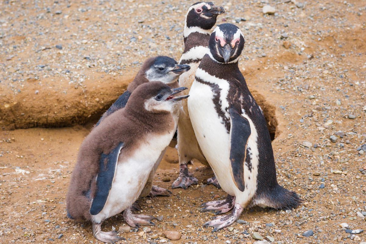 Pinguins de Magalhães no Zoo