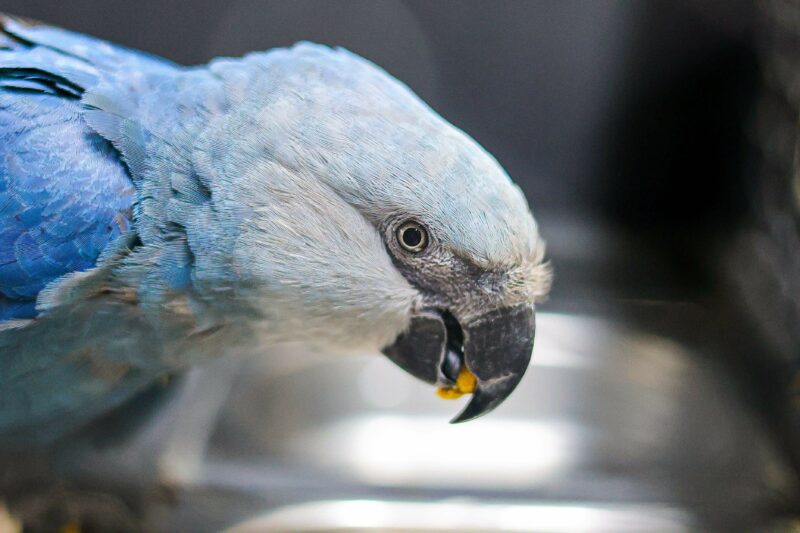 Centro de Conservação exclusivo para a ararinha-azul no Zoológico de São Paulo