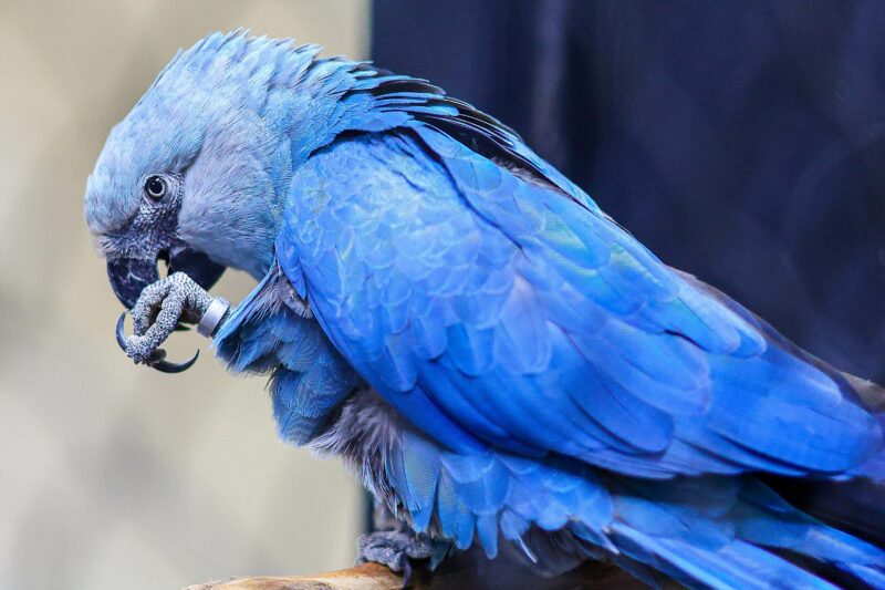 Centro de Conservação exclusivo para a ararinha-azul no Zoológico de São Paulo