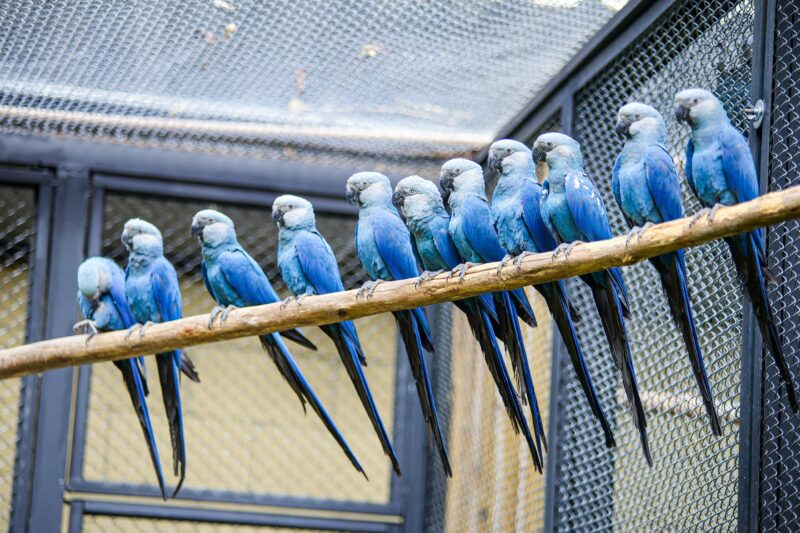 Centro de Conservação exclusivo para a ararinha-azul no Zoológico de São Paulo