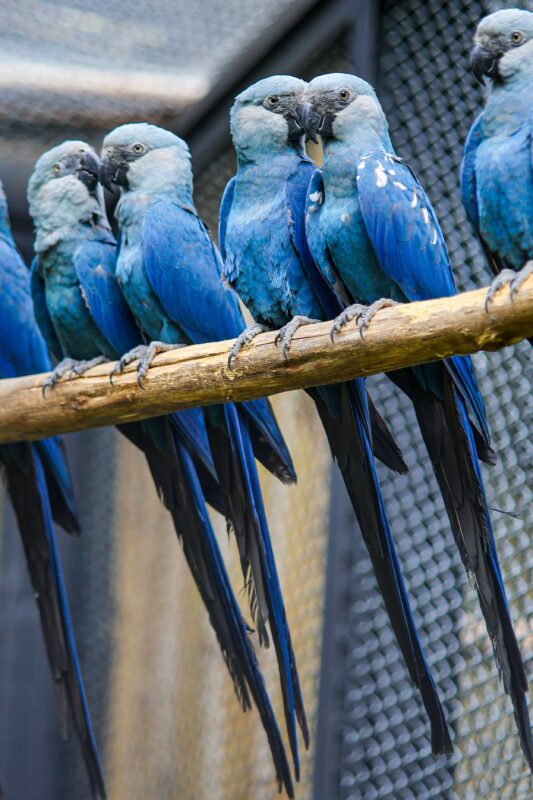 Centro de Conservação exclusivo para a ararinha-azul no Zoológico de São Paulo