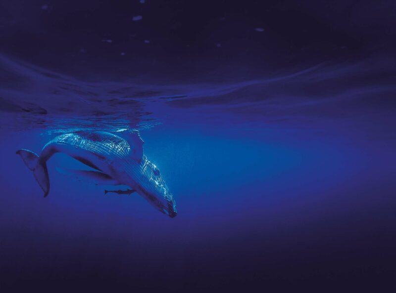 Exposição Voz dos Oceanos