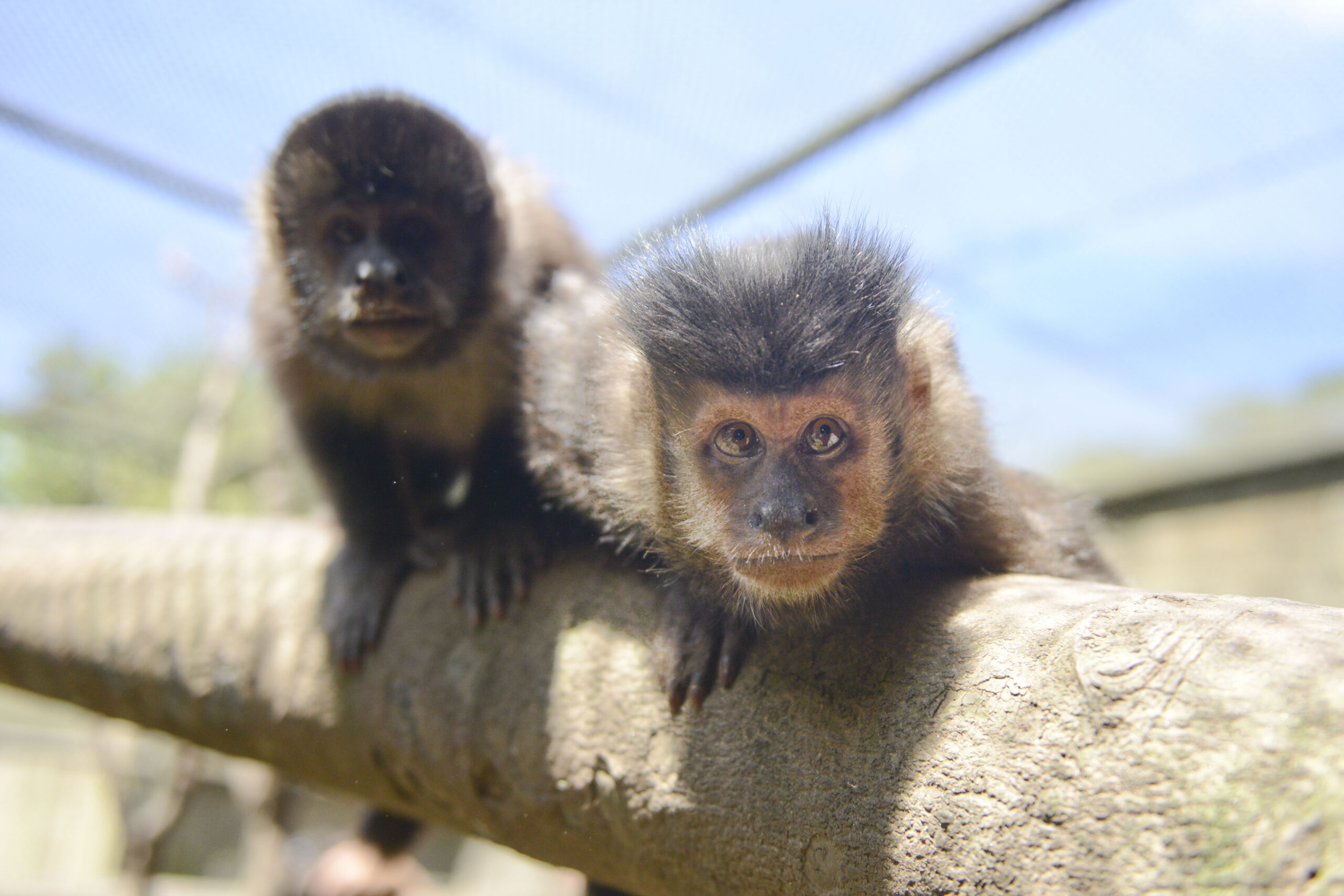 Zoológico SBC