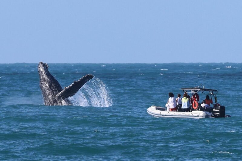 Avistamento de baleias em Ilhabela