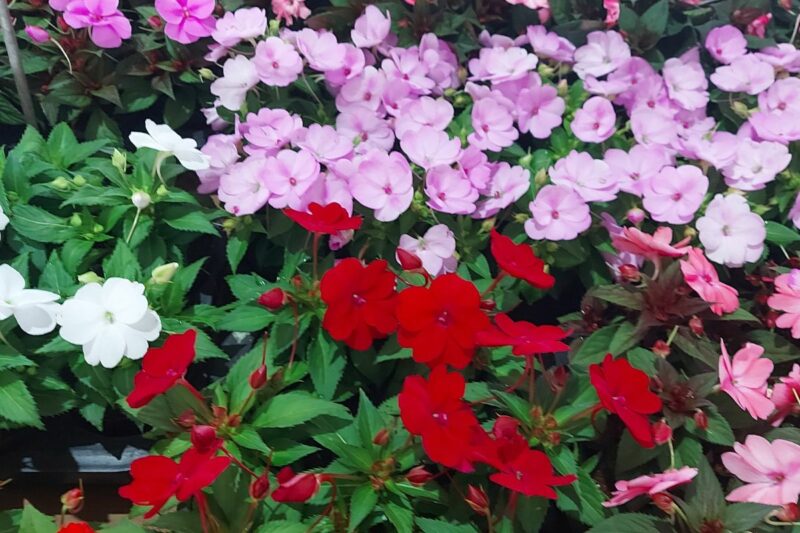 Expoflora - Holambra