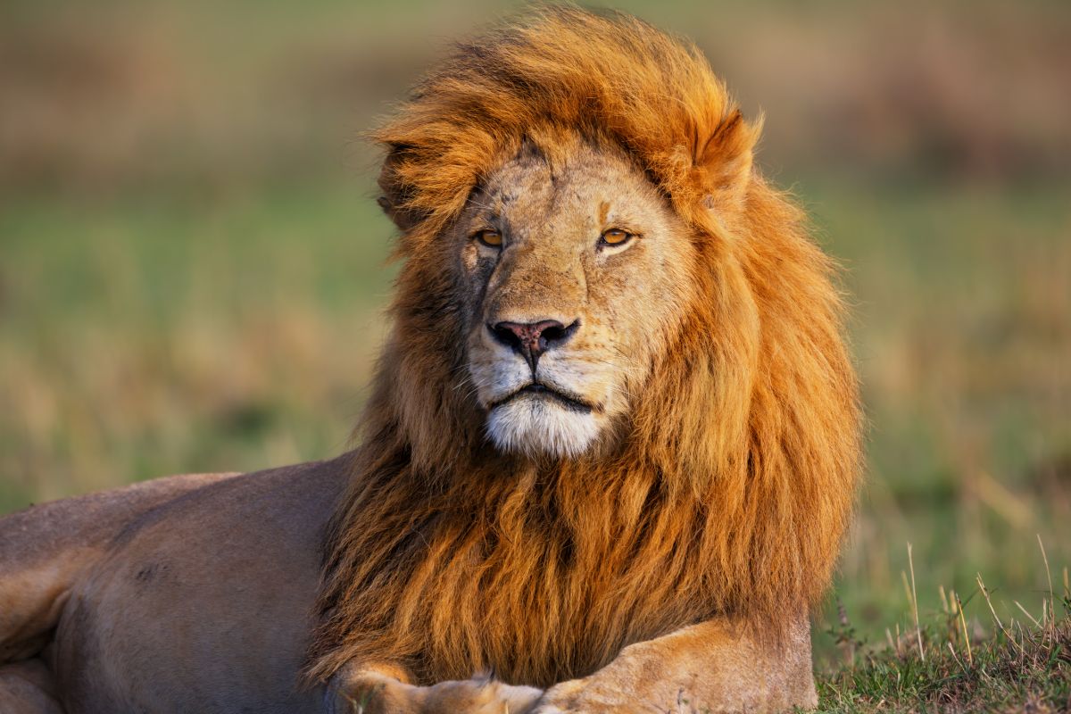 Simba Safari em SP tem passeio com leões, girafas e hipopótamos com ...