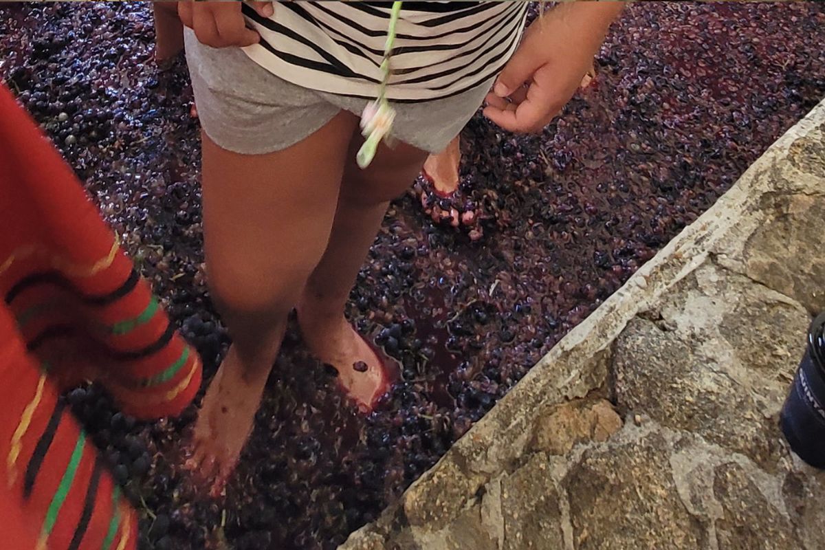 Pisa da uva na Quinta do Olivardo